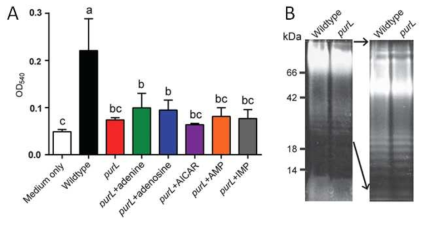 purL transposone Burkholderia 변이 균주의 (A) biofilm 생성 및 (B) LPS의 패턴.