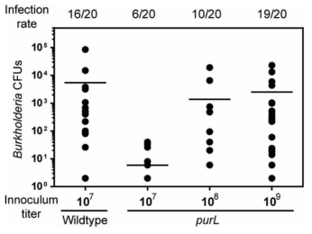 purL transposone Burkholderia 변이 균주의 초기 감염률 및 CFU.