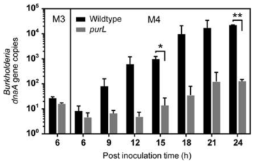 공생기관인 M4에서의 purL transposone Burkholderia 변이 균주의 서식밀도 증가양상