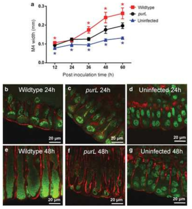 공생기관인 M4에서의 purL transposone Burkholderia 변이 균주의 서식밀도 증가양상.