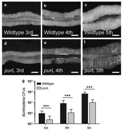 곤충숙주의 령기에 따른 M4의 morphology와 purL transposone Burkholderia 변이 균주의 서식밀도.