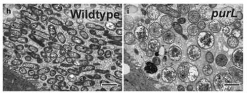 M4에 서식하고 있는 장내 purL transposone Burkholderia 변이 균주의 cell morphology.
