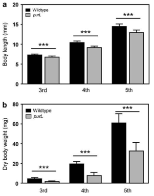 령기에 따른 purL transposone Burkholderia 변이 균주가 감염된 곤충숙주의 fitness.