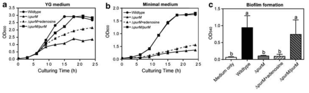 △purM Burkholderia 변이 균주의 성장속도 및 biofilm 생성 능력.