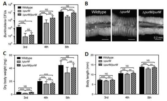 △purM Burkholderia 변이 균주의 CFU와 M4의 crypt 발달 및 곤충숙주의 fitness.