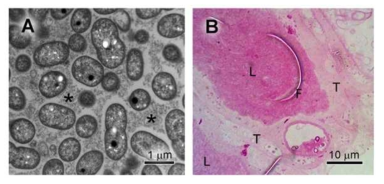 (A) 공생기관인 M4 crypt에 서식하는 장내 공생균인 symbiotic Burkholderia의 TEM 사진과 (B) M4 crypt을 PAS 시약으로 염색한 모습.