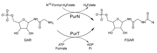 Purine 생합성 경로상에 존재하는 purN과 purT 유전자의 기능.