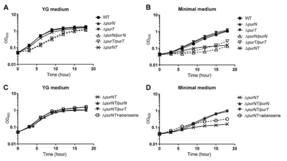 △purN과 △purT Burkholderia 변이 균주의 (A, C) 영양분이 풍부한 YG 배지와 (B, D) 영양분이 부족한 minimal 배지에서의 성장 속도.