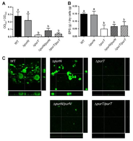 (A) Microtiter plate에서의 biofilm 생성 분석과 (B) exopolysaccharide의 무게 및 (C) flow cell system에서의 biofilm 생성 분석.