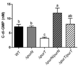 △purT Burkholderia 변이 균주의 c-di-GMP 양.