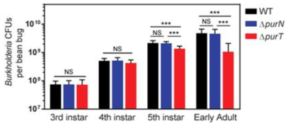곤충숙주의 령기에 따른 △purT Burkholderia 변이 균주의 서식밀도.