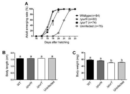 (A) 성충 출현 속도와 △purT Burkholderia 변이 균주가 감염된 곤충숙주의 (B) 몸 길이 및 (C) 건조 무게.