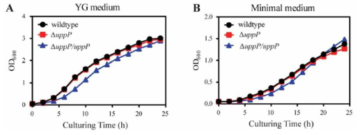(A) 영양분이 풍부한 YG 배지와 (B) 영양분이 결여된 minimal 배지에서의 △uppP Burkholderia 변이 균주의 성장 속도