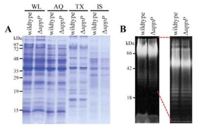 (A) △uppP Burkholderia 변이 균주의 SDS-PAGE와 (B) Pro-Q emerald staining을 통한 LPS의 비교