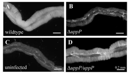 △uppP Burkholderia 변이 균주가 감염된 곤충숙주의 M4 morphology.