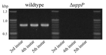 16s rRNA PCR을 통한 △uppP Burkholderia 변이 균주의 존재 확인.