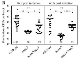 감염 초기의 △uppP Burkholderia 변이 균주 CFU 측정.