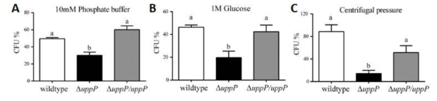 △uppP Burkholderia 변이 균주에 대한 외부스트레스의 영향.