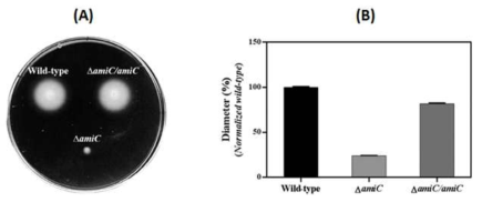 (A) △amiC Burkholderia 변이 균주의 soft agar 상에서의 점 배양과 (B) 직경의 비교