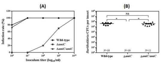 (A) △amiC Burkholderia 변이 균주의 초기감염률과 (B) CFU.