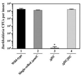 단일의 간균형태의 △amiC Burkholderia 변이 균주의 CFU.