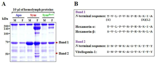 (A) 곤충 타입에 따른 hemolymph 단백질을 SDS-PAGE와 (B) SYM 곤충에서 발견된 특이적 단백질의 N-말단 결정.