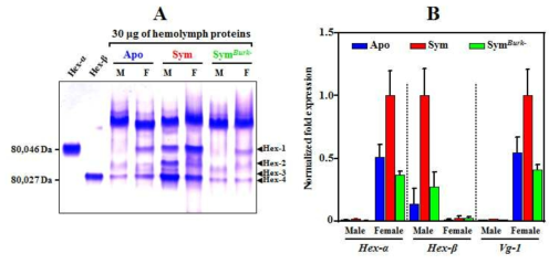 (A) 곤충타입에 따른 hemolymph 단백질의 native gel 전기영동과 (B) hexamerin-α와 hexamerin-β, vitellogenin 유전자의 mRNA expression 비교