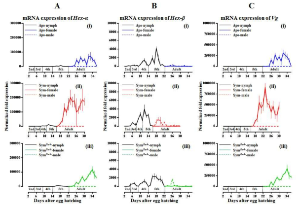 SYM 곤충과 APO 곤충의 성장에 따른 (A) hexamerin-α와 (B) hexamerin-β (C) vitellogenin 유전자의 발현양상 비교