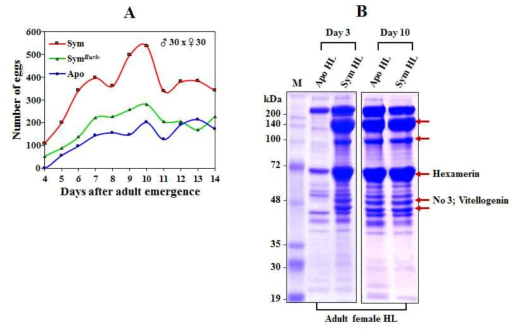 (A) 공생균의 유무에 따른 암컷성충의 알 생산능력과 (B) 단백질 발현의 차이.