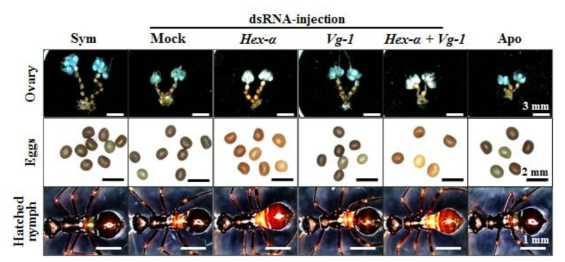 hexamerin-α와 vitellogenin 유전자의 RNAi에 의한 ovary와 egg 및 hatching한 1령 약충의 표현형