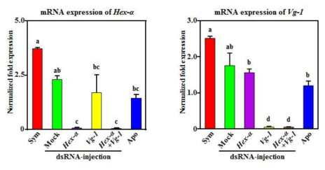 hexamerin-α와 vitellogenin 유전자의 RNAi 효율 확인.