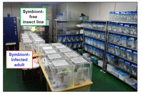 부산대학교에 구축한 톱다리개미허리노린재-Burkholderia 공생모델의 biosystem 실험실.