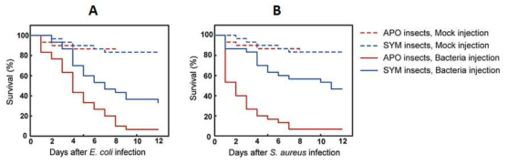 (A) E. coli와 (B) S. aureus에 대한 SYM 곤충과 APO 곤충의 생존곡선.