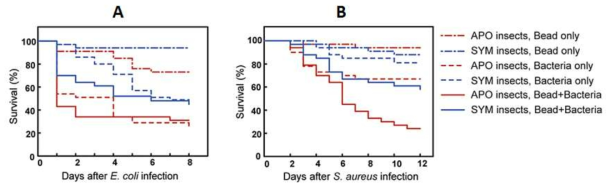 Bead의 주입에 따른 (A) E. coli 와 (B) S. aureus에 대한 SYM 곤충과 APO 곤충의 생존곡선