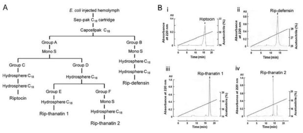 (A) 톱다리개미허리노린재의 hemolymph로부터 항균 물질을 분리하기 위한 모식도와 (B) 최종적으로 정제된 3 종류의 단백질.