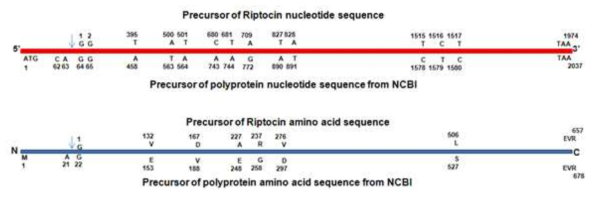 기 보고된 Riptocin의 염기서열 및 아미노산 서열 비교.