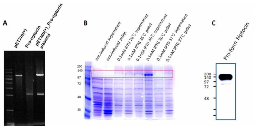 재조합 pro-riptocin의 E. coli expression system에서의 발현