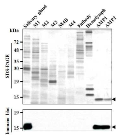 톱다리개미허리노린재의 조직에 따른 항균활성물질의 trialysin-like peptide 발현 양상