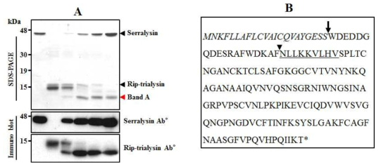 (A) Serralysin에 의한 trialysin-like peptide의 분해 패턴과 (B) 잘려진 trialysin-like peptide의 sequencing