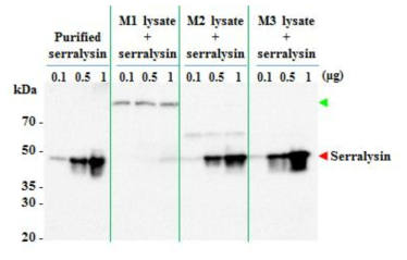 톱다리개미허리노린재의 중장 추출물에 대한 serralysin의 분해 양상.
