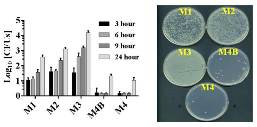 톱다리개미허리노린재의 중장기관과 시간에 따른 Serratia 균주의 CFU.