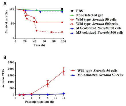 (A) M3 유래의 Serratia가 숙주의 생존에 미치는 영향과 (B) hemolymph내에서의 서식밀도.
