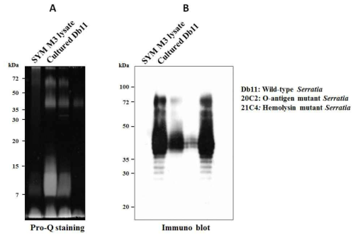 (A) Pro-Q emerald staining과 (B) Immunoblotting방법을 이용한 Serratia의 LPS 패턴 분석.