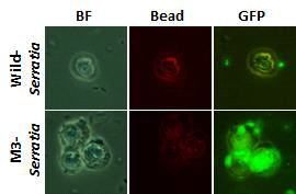 Hemocyte에 의한 LPS O-antigen이 손실된 M3 유래의 야생형 Serratia DB11균주의 phagocytosis