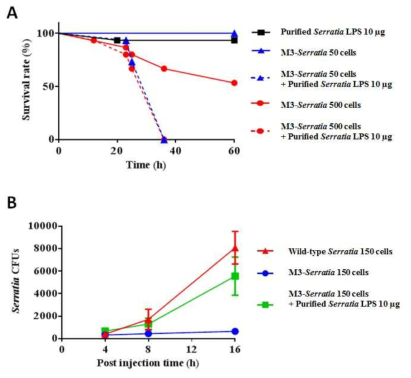 (A) 정제된 LPS의 동시 주사 감염에 따른 곤충숙주의 생존률 및 (B) hemolymph에서의 Serratia 균주 서식밀도.