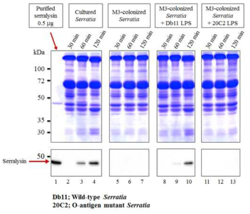 M3에 colonization하고 있는 Serratia 균주와 정제한 LPS의 동시 주사 감염에 따른 serralysin의 발현