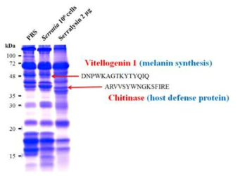 야생형 Serratia DB11균주와 serralysin을 주사 감염 하였을 때의 hemolymph 단백질의 변화.