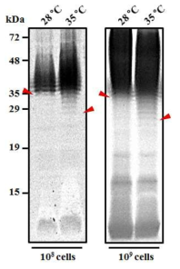 온도조건에 따른 야생형 Serratia DB11균주의 LPS O-antigen 길이 변화.