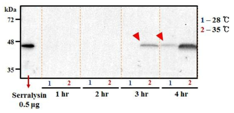 온도조건에 따른 야생형 Serratia DB11균주의 serralysin 분비양상
