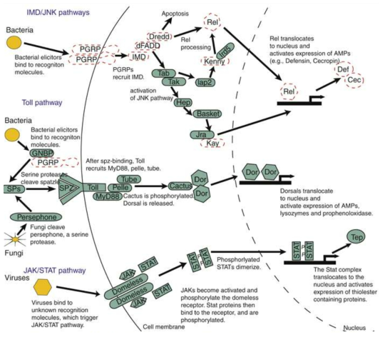 진딧물의 genome 정보를 토대로 그린 곤충의 선천성 면역반응의 분자적 기작.